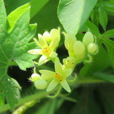 Gronovia scandens