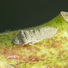 Homalodisca ichthyocephala (Nymph)