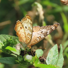 White Peacock (Anartia jatrophae)