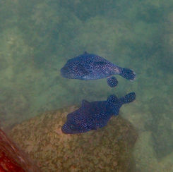 Guineafowl Puffer (Arothron meleagris) - Black/spotted Form