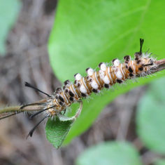 Genus Syntomeida
