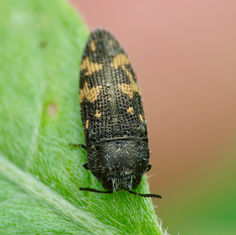 Acmaeodera setosa