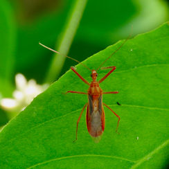 Red Bull Assassin Bug