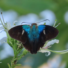 Two-barred Flasher (Telegonus fulgerator)
