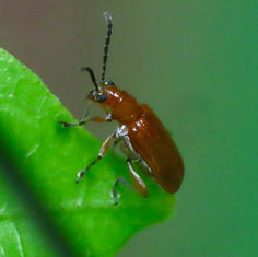 Shining Leaf Beetle (Tribe Lemini)
