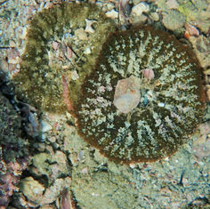 Actinostella bradleyi -Sea Anemone