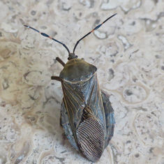 Pachylis nervosus - Leaf-footed Bug