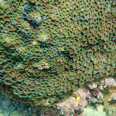 Violet Zoanthids (Zoanthus sansibaricus)