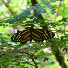 Tiger-mimic Queen (Lycorea halia)