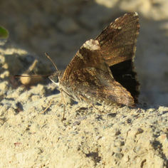 Mimosa Skipper (Cogia calchas)