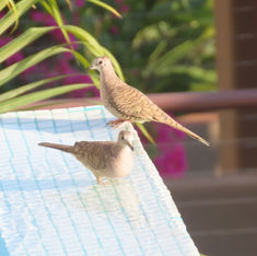 Inca Dove (Columbina inca)