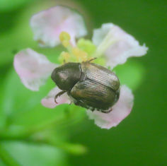 Anomalini Chafer Beetle
