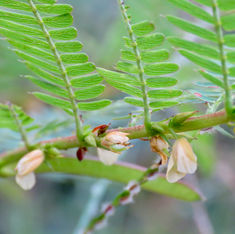 Mexican Kidneywood (Eysenhardtia polystachya)