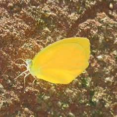 Tailed Orange (Eurema proterpia)