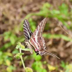 Dark Kite-swallowtail (Eurytides philolaus)