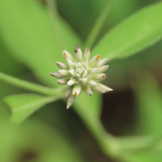 Gomphrena Weed (Gomphrena serrata)