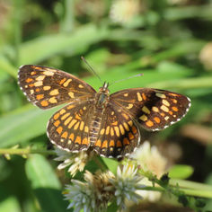 Theona Checkerspot (Chlosyne theona)