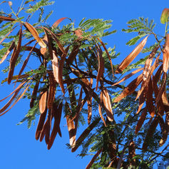 White Leadtree (Leucaena leucocephala)
