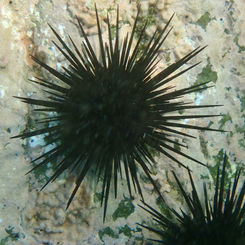 Central American Rock-boring Urchin (Echinometra vanbrunti)