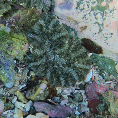 Actinostella bradleyi -Sea Anemone