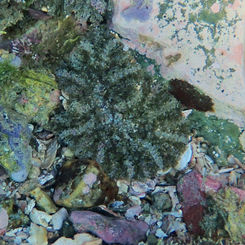 Actinostella bradleyi -Sea Anemone