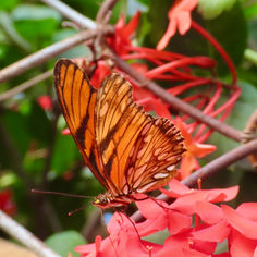 Juno Heliconian (Juno Heliconian)
