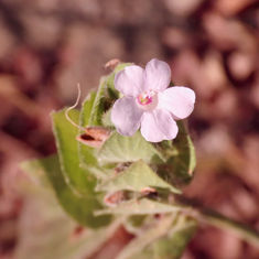Browne's Blechum (Ruellia blechum)