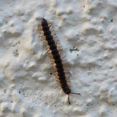 Long-flange Millipede (Orthomorpha coarctata)