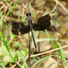 Black-winged Dragonlet (Erythrodiplax funerea) -Male