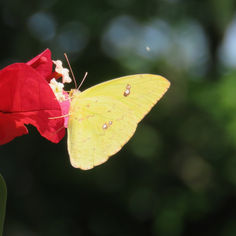 Marcellina Sulphur (Phoebis marcellina) - Male