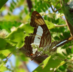 Iphicleola Sister (Adelpha iphicleola)