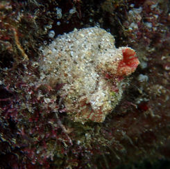 Sea Squirt (Tunicate)