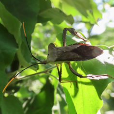 Acanthocephala alata (Leaf-footed Bug)