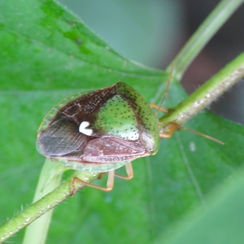 White-heart Stink Bug (Ascra bifida)