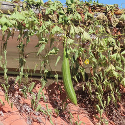 Sponge Gourd (Luffa aegyptiaca)