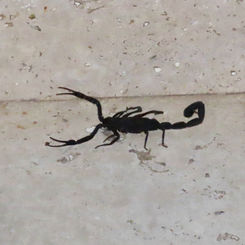 Centruroides nigrescens