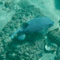 Guineafowl Puffer (Arothron meleagris) - Black/spotted Form