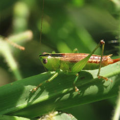 Lesser Meadow Katydid (Genus Conocephalus)
