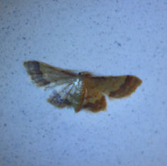 Genus Idaea