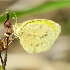 Barred Yellow (Eurema daira)