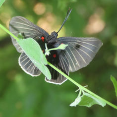 White-rayed Metalmark (Melanis Cephise)