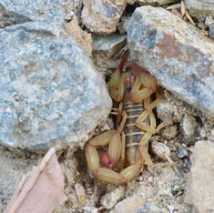 Centruroides meisei.jpeg