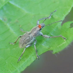 Naupactini Broad-nosed Weevil