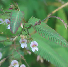 Shyleaf (Aeschynomene americana)