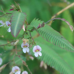 Shyleaf (Aeschynomene americana)