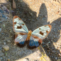 Four-spotted Sailor (Dynamine postverta) - Male