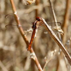Carmine Skimmer (Orthemis discolor)