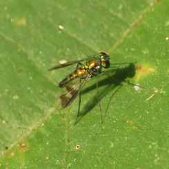 Condylostylus (Long-legged Fly)