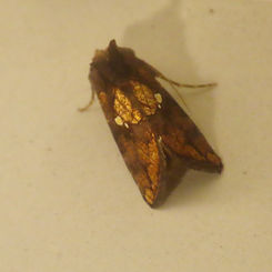 Golden Looper Moth (Argyrogramma verruca)