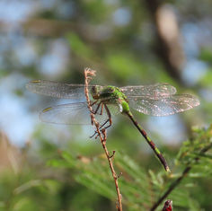 Great Pondhawk (Erythemis vesiculosa)